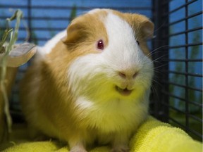 A guinea pig
