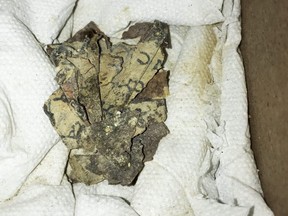 A handout picture provided by the Israeli Antiquities Authority on March 16, 2021, shows a picture taken on Nov. 5, 2019, of scroll fragments found in the Cave of Horror in the Judean Desert.