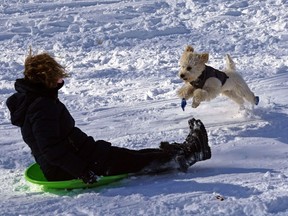 FILE: A person plays with a good dog in the snow.