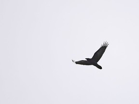 FILE: A raven wings its way across the grey skies.