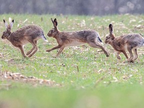 Three brown hares hop.