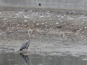 A Great Blue Heron on  the Rideau Canal in Ottawa.