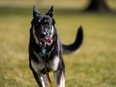 Major, one of the family dogs of U.S. President Joe Biden and First Lady Jill Biden, explores the South Lawn after on his arrival from Delaware at the White House in Washington, U.S. January 24, 2021.