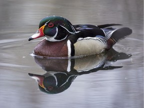 A male wood duck on Mud Lake.