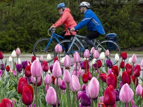 A woman and man cycle past a bed of tulips on the Queen Elizabeth Driveway.