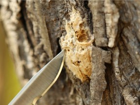 Gypsy moth egg masses at Elmhurst Forest in Ottawa on May 12, 2021.

Assignment 135649

Jean Levac/Ottawa Citizen



ORG XMIT: 135649