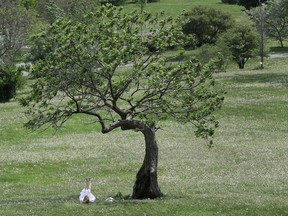 A sun seeker stretches her legs under a tree at the Arboretum in Ottawa Tuesday. Tony Caldwell, Postmedia.