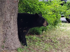 OTTAWA- June 14, 2021. A bear has settled into a resident's backyard in Barrhaven, causing police to block off nearby roads.