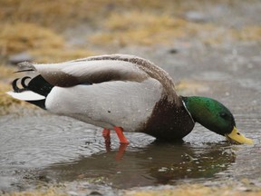 Files: A mallard duck sits in a puddle.