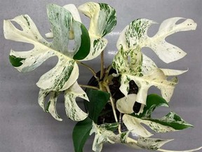 A "very rare white variegated Rhaphidophora Tetrasperma" is pictured on New Zealand-based auction site Trade Me.