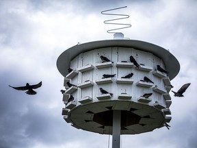 The purple martin bird condo buildings at the Nepean Sailing Club were built by Peter Huszcz are populated by purple martins from as far away as Brazil