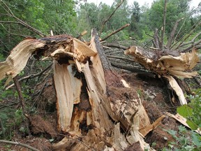 This giant white pine tree off of Curtis Trail was snapped off during a tornado or downburst that struck east of Beachburg along the Ottawa River on July 13.