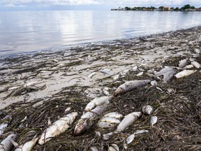 Dead fish are seen at Lassing Park in Old Southeast where dead fish crowd the beach, Thursday, July 1, 2021 in St. Petersburg, Fla.