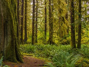Hoh Rain Forest, Olympic National Park, Washington state.