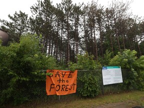 The forest beside Otto's BMW at 660 Hunt Club Rd in Ottawa Thursday.