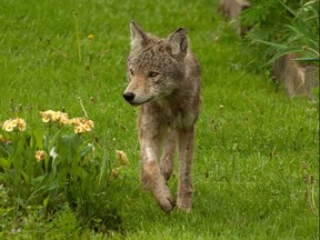 A wild coyote in a suburban backyard.