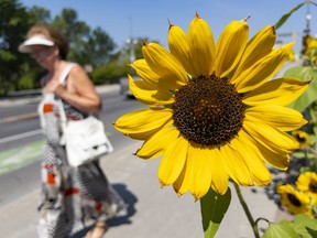A woman walks past sunflowers along Bank Street.