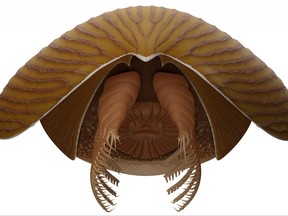 A reconstruction viewed from the front of the Cambrian Period arthropod Titanokorys gaines, a marine creature that lived about 506 million years ago and whose fossils were unearthed in the Burgess Shale formation from the mountains of Kootenay National Park in Canada, is seen in this undated illustration.