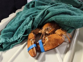 Pinchy, a rare orange lobster found at a grocery store and rescued by Ripley’s Aquarium.