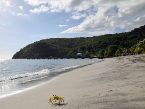 This photograph shows a crab on the empty beach of Les Anses-d'Arlet on the southwest coast of the French Caribbean island of Martinique, on August 31, 2021.