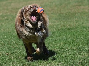 A very good dog is about to show a ball who's boss.
