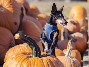 Charlotte Hanington's dog, Ellie, a toy Manchester terrier was taken from her car on Sunday. The 14-year-old dog was wearing this blue vest when she went missing.