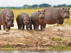 Known as the infamous "cocaine hippos," the animals are the offspring of the original two hippopotami smuggled into the country by Pablo Escobar to be part of his personal zoo.