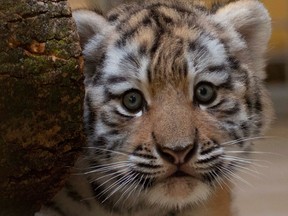 The Toronto Zoo released a picture of its baby Amur Tiger in July. Tigers are among the animals slated to receive COVID vaccine.