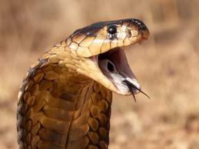 Snouted Cobra (Naja annulifera) from Gauteng.