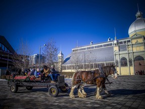 The Ash Meadow Farm Carriage Company was operating the horse-drawn wagon rides at the Ottawa Farmers' Market at Lansdowne, Sunday, Dec. 12, 2021.
