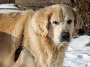 "Prince", a Golden Retriever, is perfectly healthy and doesn't have to worry about going to a vet clinic anytime soon, which is a good thing because the city's largest provider of emergency vet care is closed due to COVID.