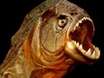 Piranha fish on black background