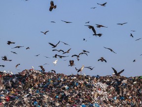 Birds fly over a garbage dump