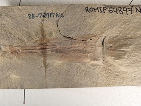 An exceptionally well-preserved vampyropod fossil from the collections of the Royal Ontario Museum. The fossil was originally discovered in what is now Montana and donated to the museum in 1988.