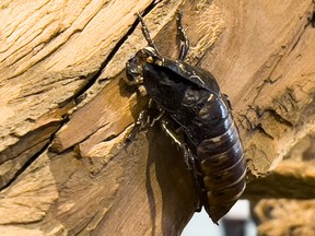 A Madagascar hissing cockroach