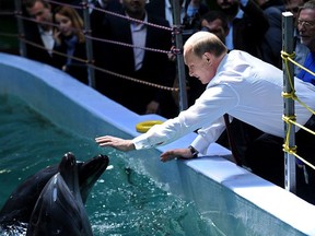 Russia's President Vladimir Putin reaches to touch a dolphin on September 1, 2013 during his visit to an oceanarium on Russky (Russian) island near the eastern city of Vladivostok.