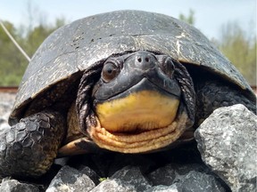 Between 2010 and 2020, the adult population of Blanding's turtles in and aroung the South March Highlands Conservation Area fell from 81 to 25, with computer models suggesting that they will become functionally extinct in the area by 2030.