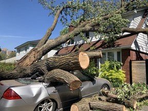 A gigantic tree damaged a home and car on Kilborn Avenue in Alta Vista during Saturday's storm. Motorists on Wednesday were stopping to take photos of the extraordinary sight as an insurance assessor wrote up a report.