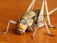 A Mormon cricket.