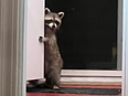 Raccoon in Toronto home, opening kitchen cupboard.