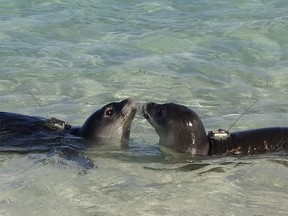 In this July 2012 photo provided by the National Oceanic and Atmospheric Administration, two Hawaiian monk seals with satellite tags mounted on their backs interact at Laysan Island about 940 miles northwest of Honolulu, Hawaii.