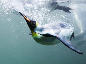 A king penguin swims in a pool at the zoo in Zurich Aug. 15, 2012.