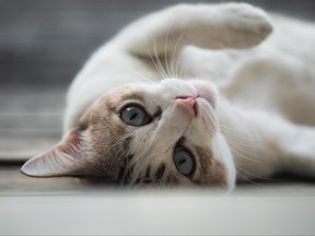 Close up view of a cute cat lying on back.