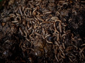 14-day-old larvae of black soldier flies are in a container as they will be sold to farmers as protein for feedstuff at Marula Proteen, a private organization which partners with small hold farmers, in Namakwanda on Aug. 22, 2022.