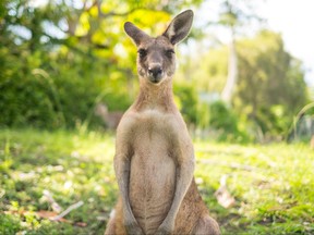 A kangaroo killed a man who tried to keep the animal as a pet, then blocked paramedics from saving his life.