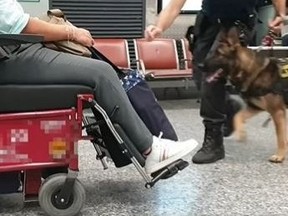 Sniffer dog at Italy airport discovers 13 kg of cocaine hidden in wheelchair.