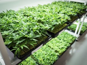 Marijuana in a grow room during a tour of the Sundial Growers Inc. marijuana cultivation facility in Olds, Alta., Oct. 10, 2018. An internal audit by Veterans Affairs Canada suggests Ottawa has all but lost control as it shells out hundreds of millions of dollars each year for veterans' medical marijuana.