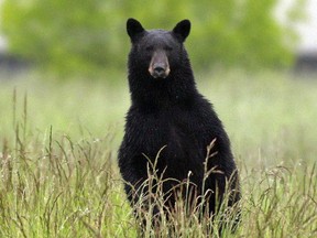 Black bears may stand on their hind legs to get a better look at you.