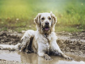 Golden retriever dog with tongue wagging in a muddy puddle.