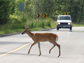 Ontario’s Ministry of Transportation reports there are about 12,000 animal collisions in Ontario each year, resulting in about 400 human injuries, some of them fatalities.